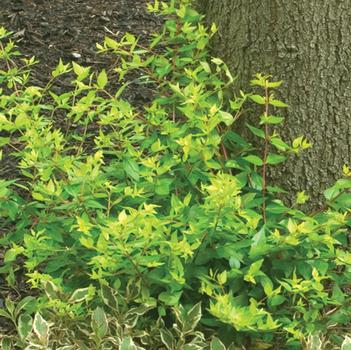 Abelia x grandiflora 'Bronze Anniversary®'