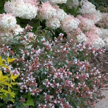 Abelia chinensis 'Ruby Anniversary®'