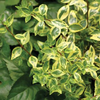 Abelia x grandiflora 'Golden Anniversary™'