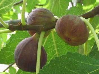 Ficus carica 'Black Mission'