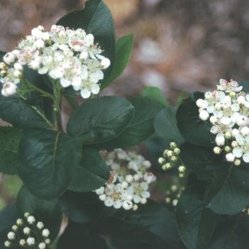 Aronia melanocarpa 'Viking'