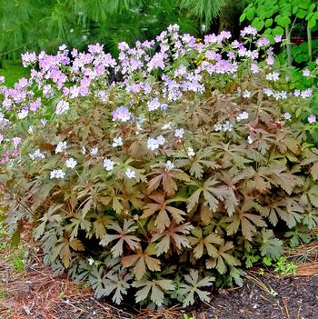 Geranium maculatum 'Espresso'