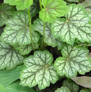 Heuchera americana 'Dale's Strain'