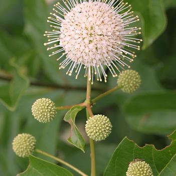 Cephalanthus occidentalis 'Sputnik'