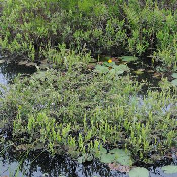 Chamaedaphne calyculata