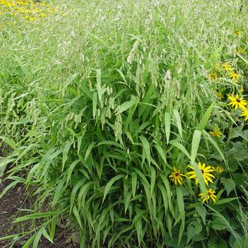 Chasmanthium latifolium