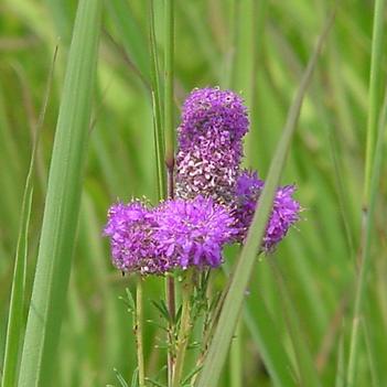 Dalea purpurea
