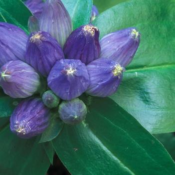 Gentiana clausa
