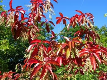 Oxydendrum arboreum