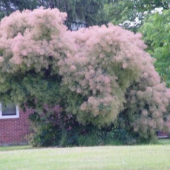 Cotinus obovatus