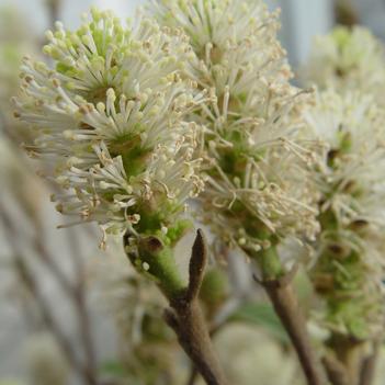 Fothergilla major