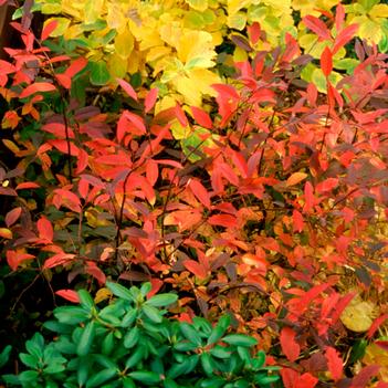 Itea virginica 'Henry's Garnet'