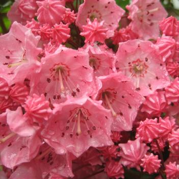 Kalmia latifolia 'Pink Charm'