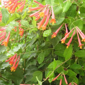 Lonicera 