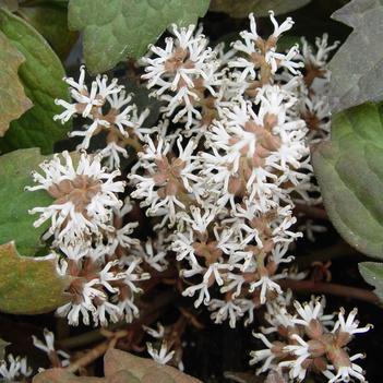 Pachysandra terminalis