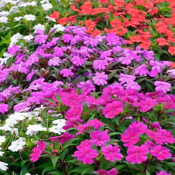 Impatiens SunPatiens® 'Series'