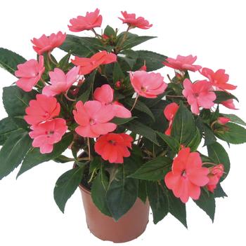 Impatiens SunPatiens®