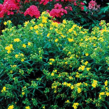 Hypericum kalmianum 'Gemo'