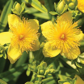 Hypericum kalmianum