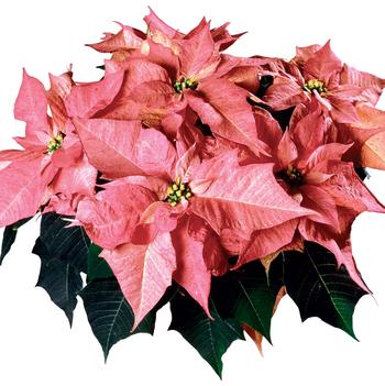 Euphorbia pulcherrima 'Da Vinci™'