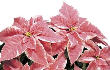 Euphorbia pulcherrima 'Marble Shades'