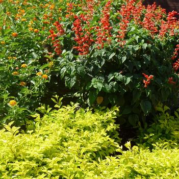 Alternanthera 'True Yellow'