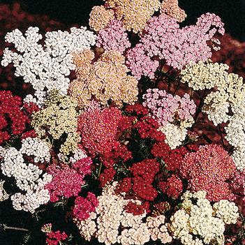 Achillea millefolium 'Colorado'