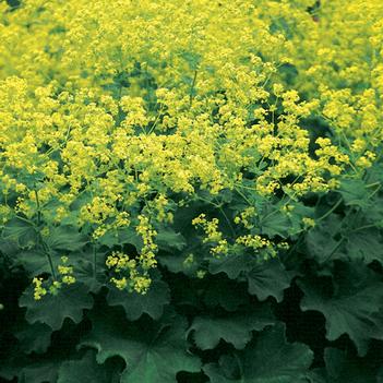 Alchemilla mollis 'Robustica'