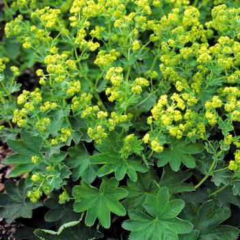 Alchemilla sericata 'Gold Strike'