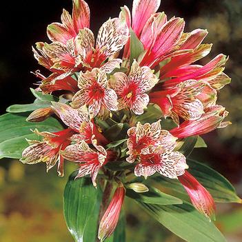 Alstroemeria psittacina 'Mona Lisa'