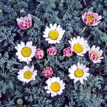 Anacyclus pyrethrum var. depressus 'Silberkissen'