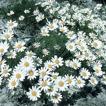Anthemis carpatica 'Karpatenschnee'