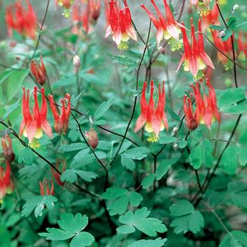 Aquilegia canadensis 'Little Lanterns'