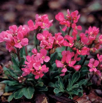Arabis blepharophylla 'Red Sensation'