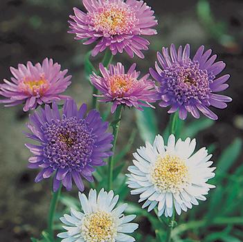 Aster alpinus 'Marchenland'