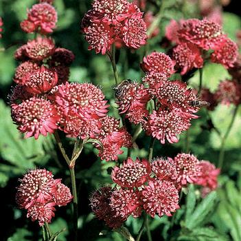 Astrantia 'Rose Symphony'