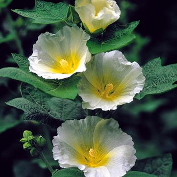 Alcea rosea Spotlight™ 'Polarstar'