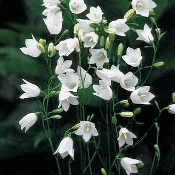 Campanula rotundifolia 'White Gem'