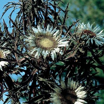 Carlina acaulis ssp. simplex 'Bronze'