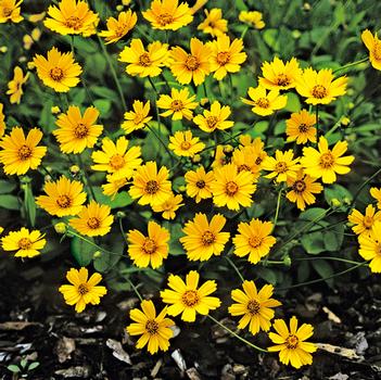 Coreopsis auriculata f. nana 'Elfin Gold'
