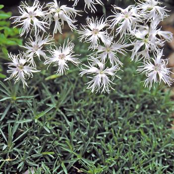 Dianthus arenarius f. nanus 'Little Maiden'