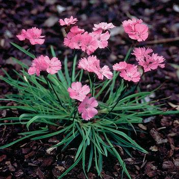 Dianthus carthusianorum 'Rupert's Pink'