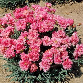Dianthus plumarius 'Pink Tones'