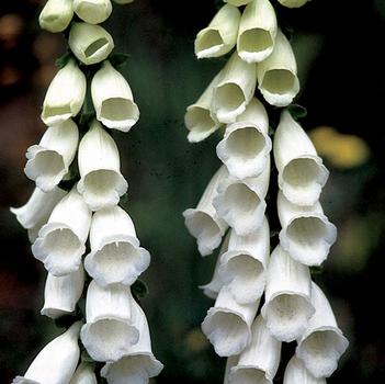 Digitalis purpurea 'Snow Thimble'