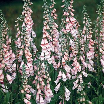 Digitalis purpurea 'Apricot'