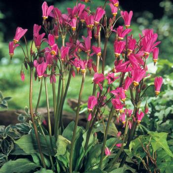 Dodecatheon tetrandrum 'Rotlicht'