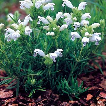 Dracocephalum argunense 'Fuji White'
