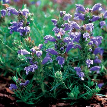 Dracocephalum argunense 'Fuji Blue'