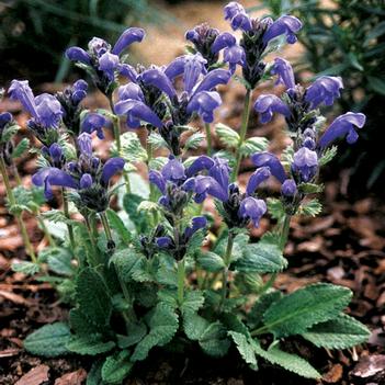 Dracocephalum grandiflorum 'Altai Blue'