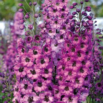 Delphinium elatum 'Dusky Maidens'